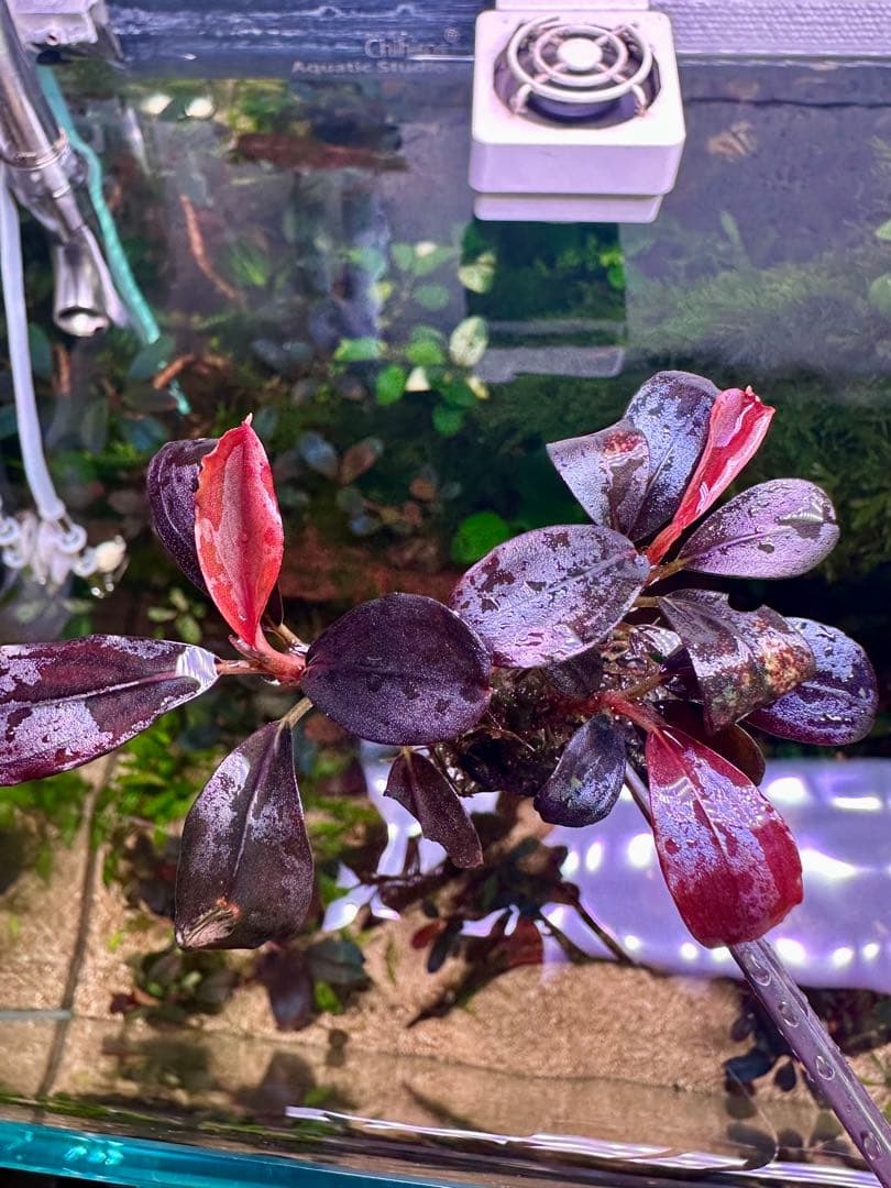 ブセファランドラsp.ヘレナ2013大株付き・活着済み