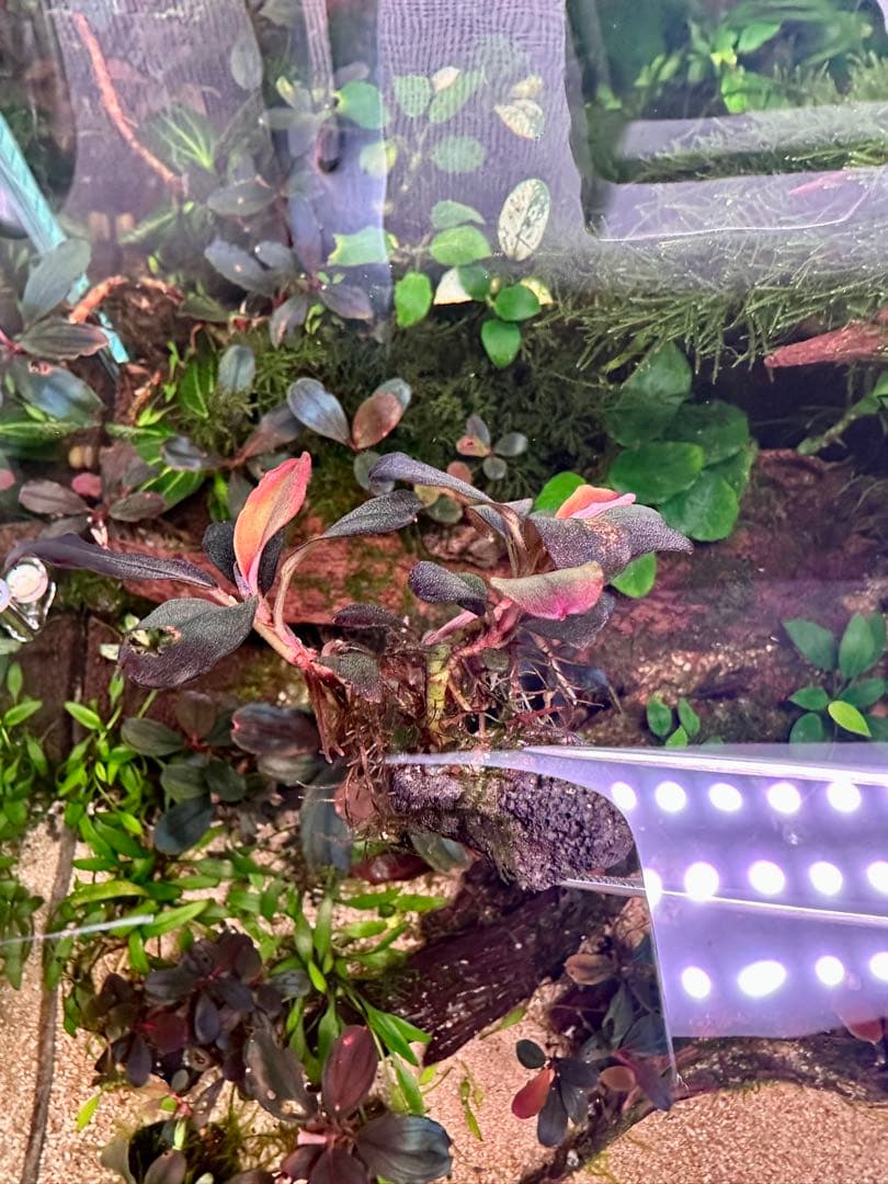 ブセファランドラsp.ヘレナ2013大株付き・活着済み