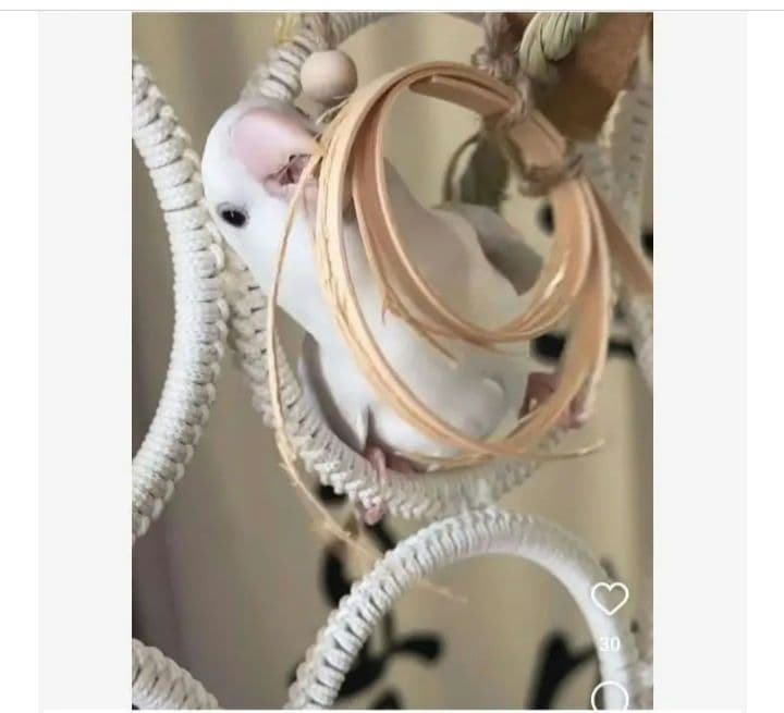 v99　自然素材　ハミハミ吊り下げおもちゃ　文鳥　インコ　バードトイ　バルサ