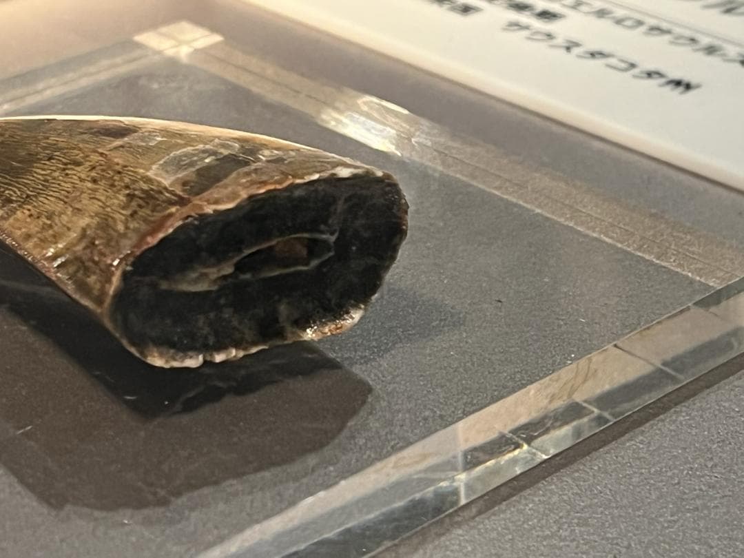 超絶希少！伝説的なギガノトサウルスの歯！　値段交渉可能