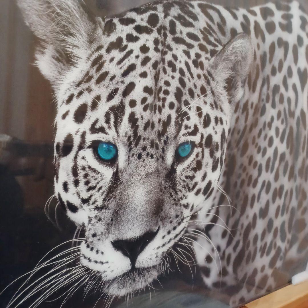 【新品】ヒョウ(豹)強化ガラス ガラスアート ポスター フレーム付き