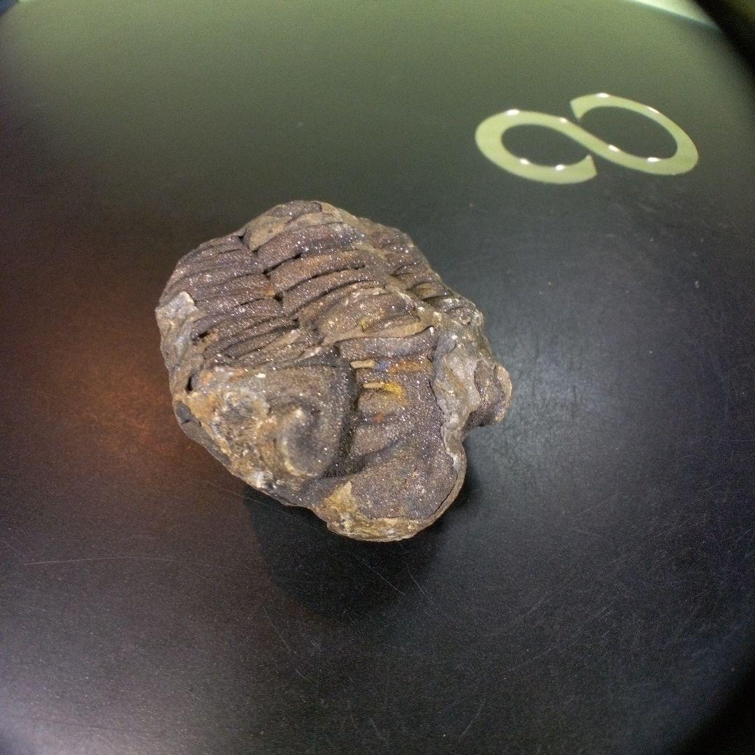 三葉虫　化石　ボリビア産　南アメリカ　trilobite　南米産fossil⑤