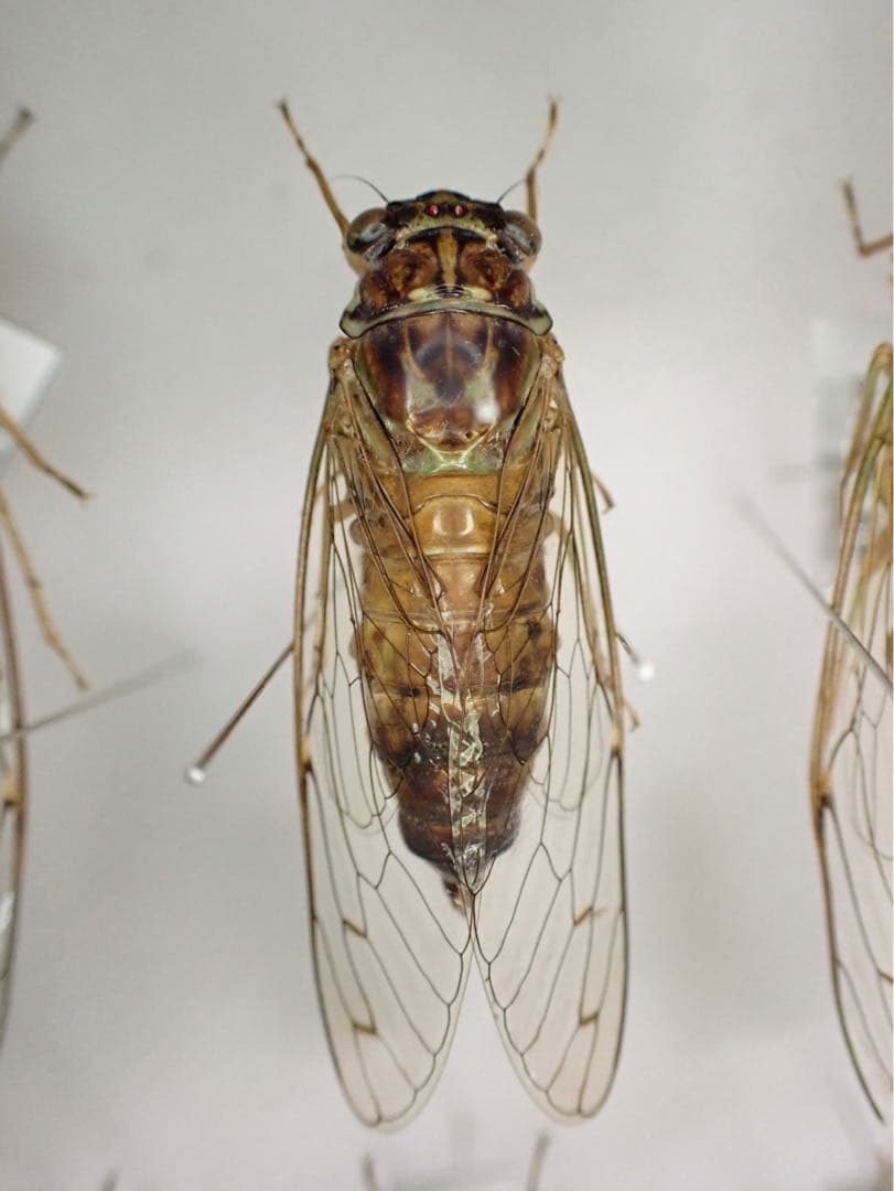 ダイトウヒメハルゼミ ペア 標本