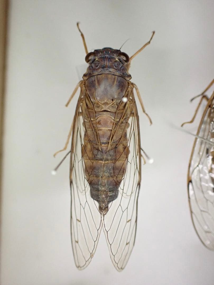 ダイトウヒメハルゼミ ペア 標本