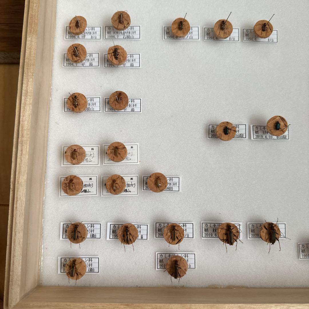 カミキリムシ標本❌2