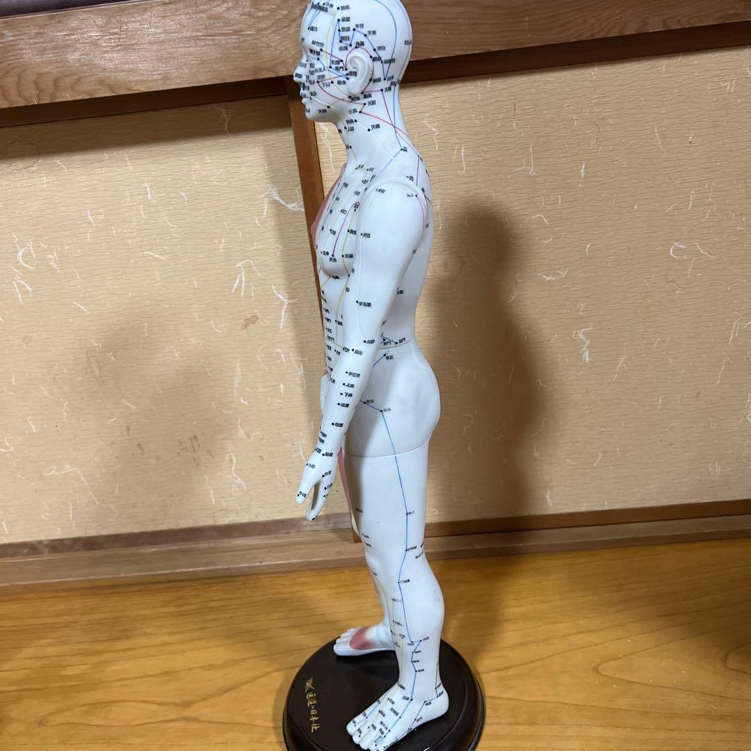 鍼灸経穴奇穴　モデル（日本製）