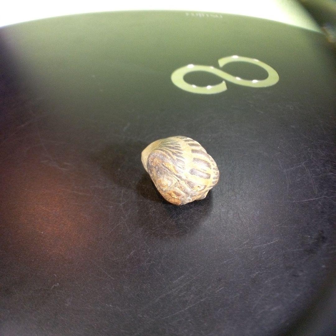 三葉虫　化石　fossil　ボリビア産　trilobite　ノジュール種類⑦