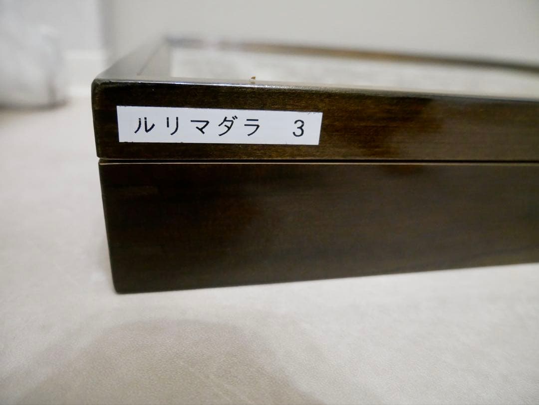 蝶標本 リルマダラ各種 世界産地別コレクション 研究用大型ドイツ箱