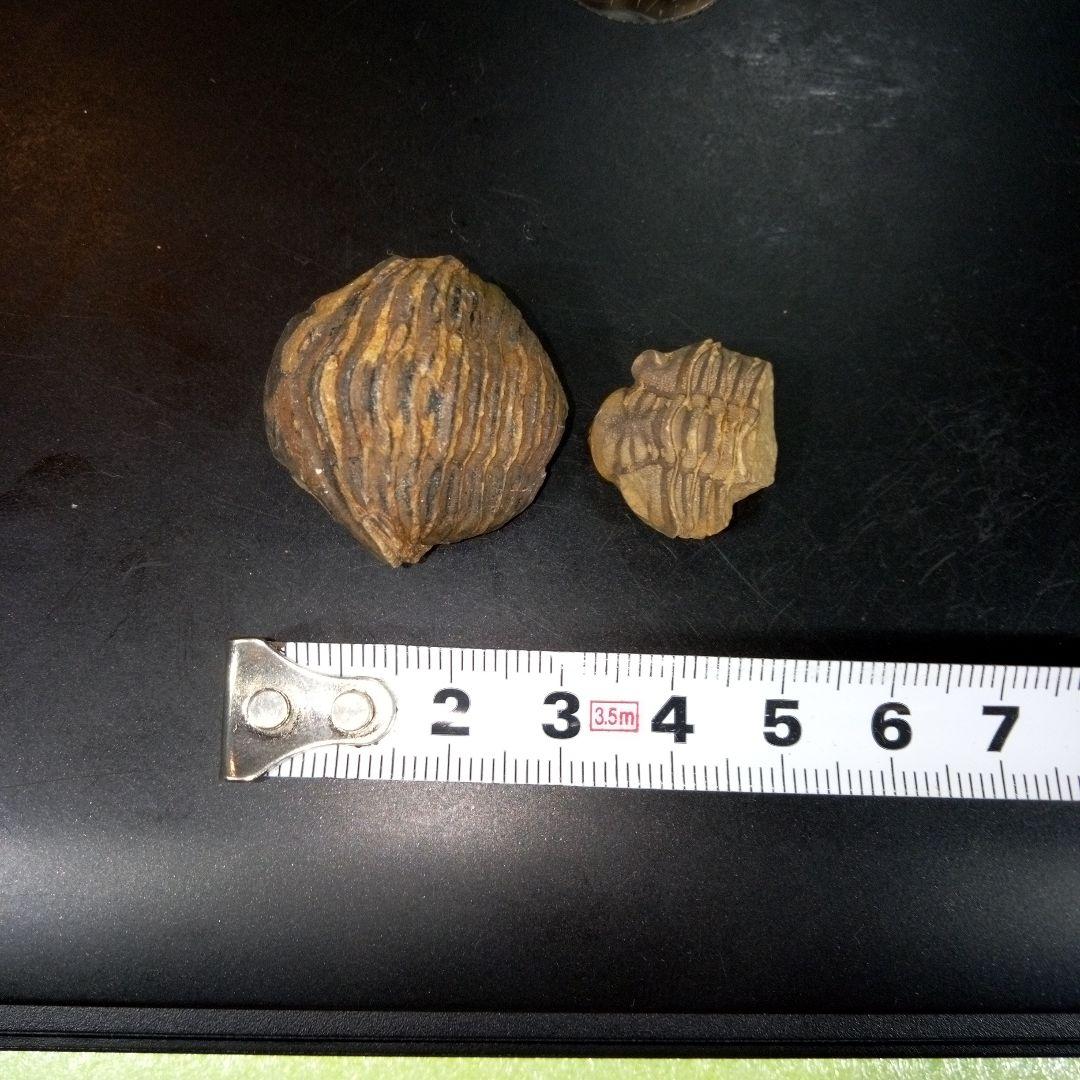 三葉虫　化石　fossil　ボリビア産　レア　Fossil識別⑨　２個セット