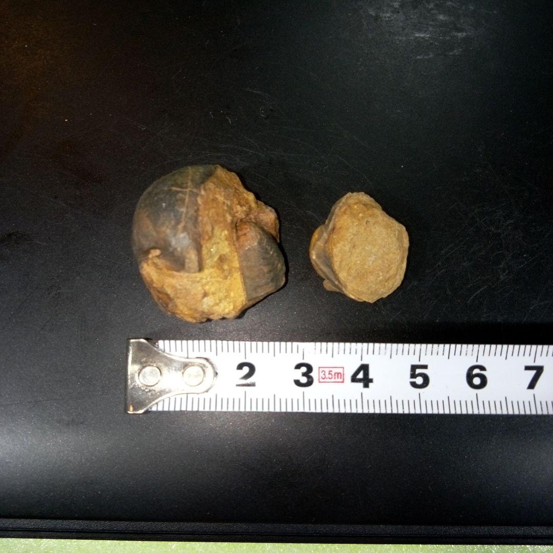 三葉虫　化石　fossil　ボリビア産　レア　Fossil識別⑨　２個セット