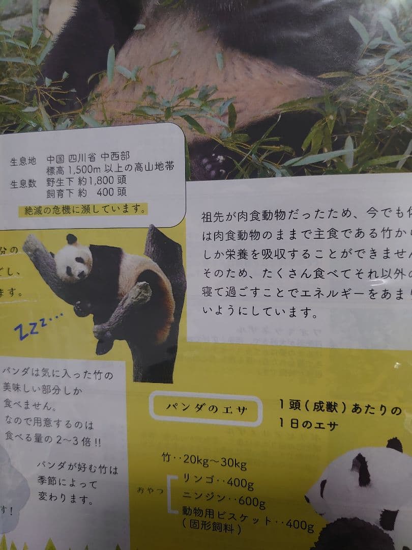 JR 287系 パンダくろしお Smileアドベンチャー 車掌室点灯 KATO