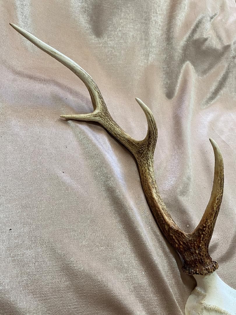 蝦夷鹿　角　No.4