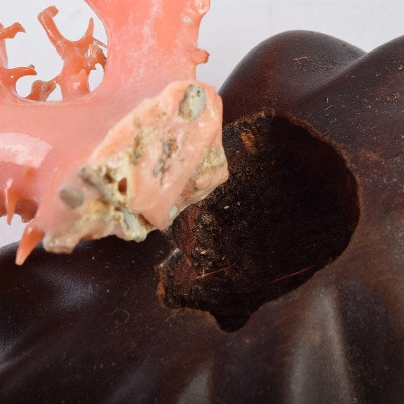 中国　赤珊瑚　サンゴ　置物　唐木台・ケース付　V　9075