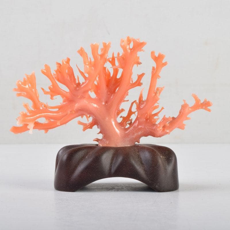 中国　赤珊瑚　サンゴ　置物　唐木台・ケース付　V　9075