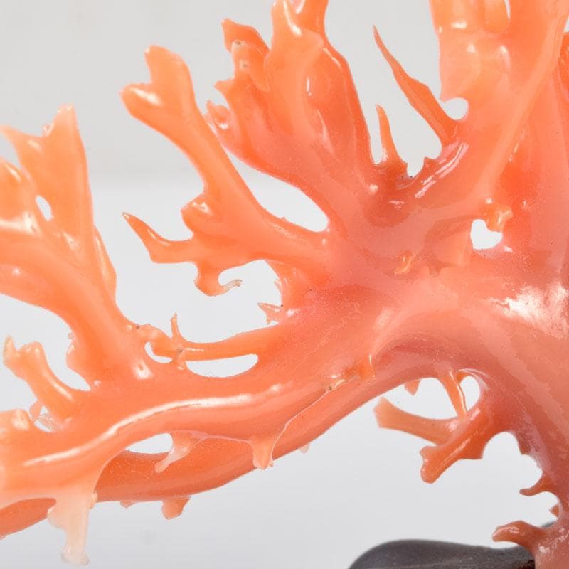 中国　赤珊瑚　サンゴ　置物　唐木台・ケース付　V　9075