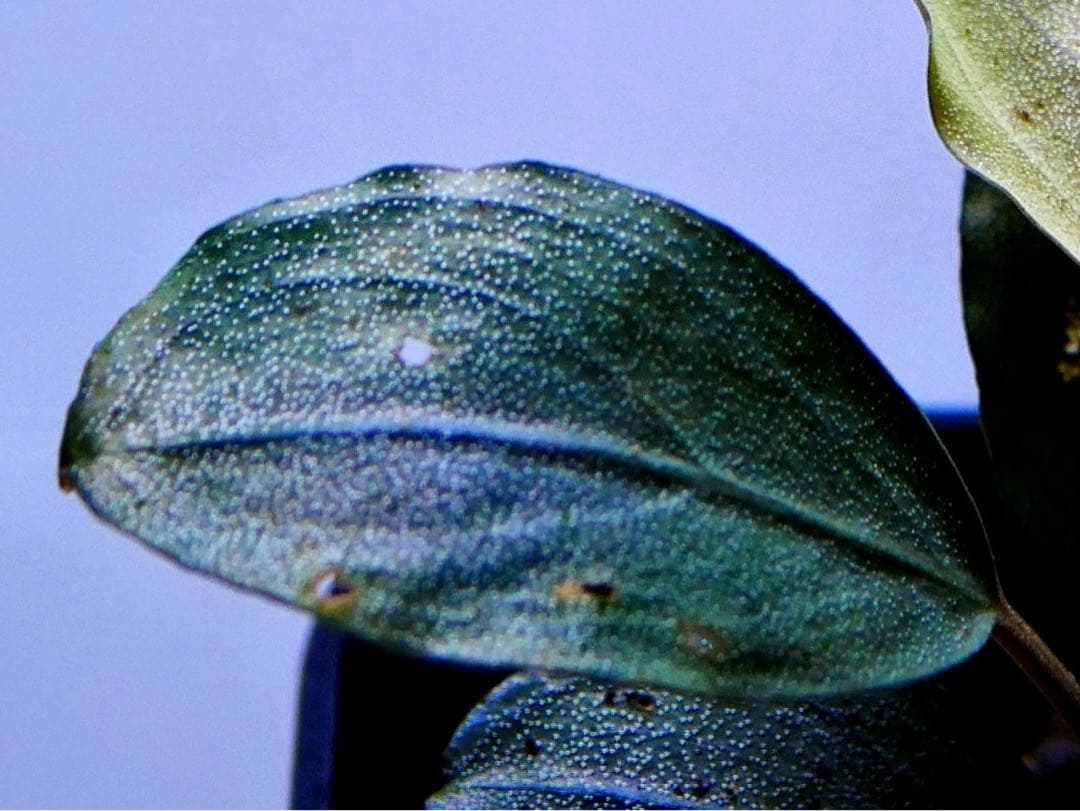 《激美＆レア》ブセファランドラ『Pandora Variant』【完全水中葉】