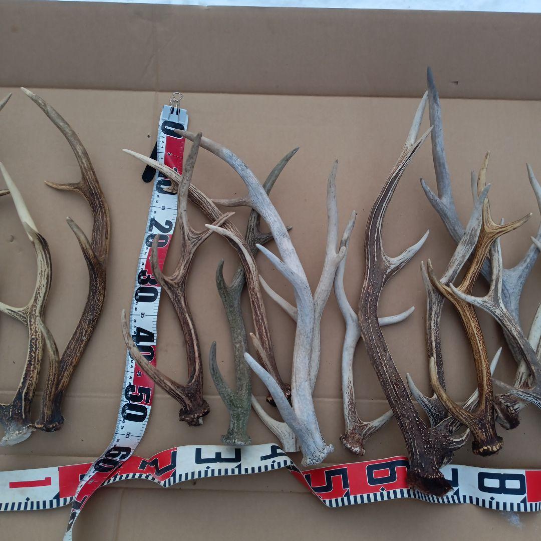鹿の角 犬のおもちゃ 工芸品などにどうぞ ２２番