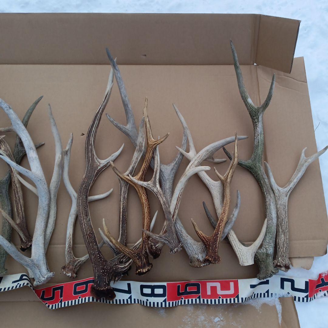 鹿の角 犬のおもちゃ 工芸品などにどうぞ ２２番