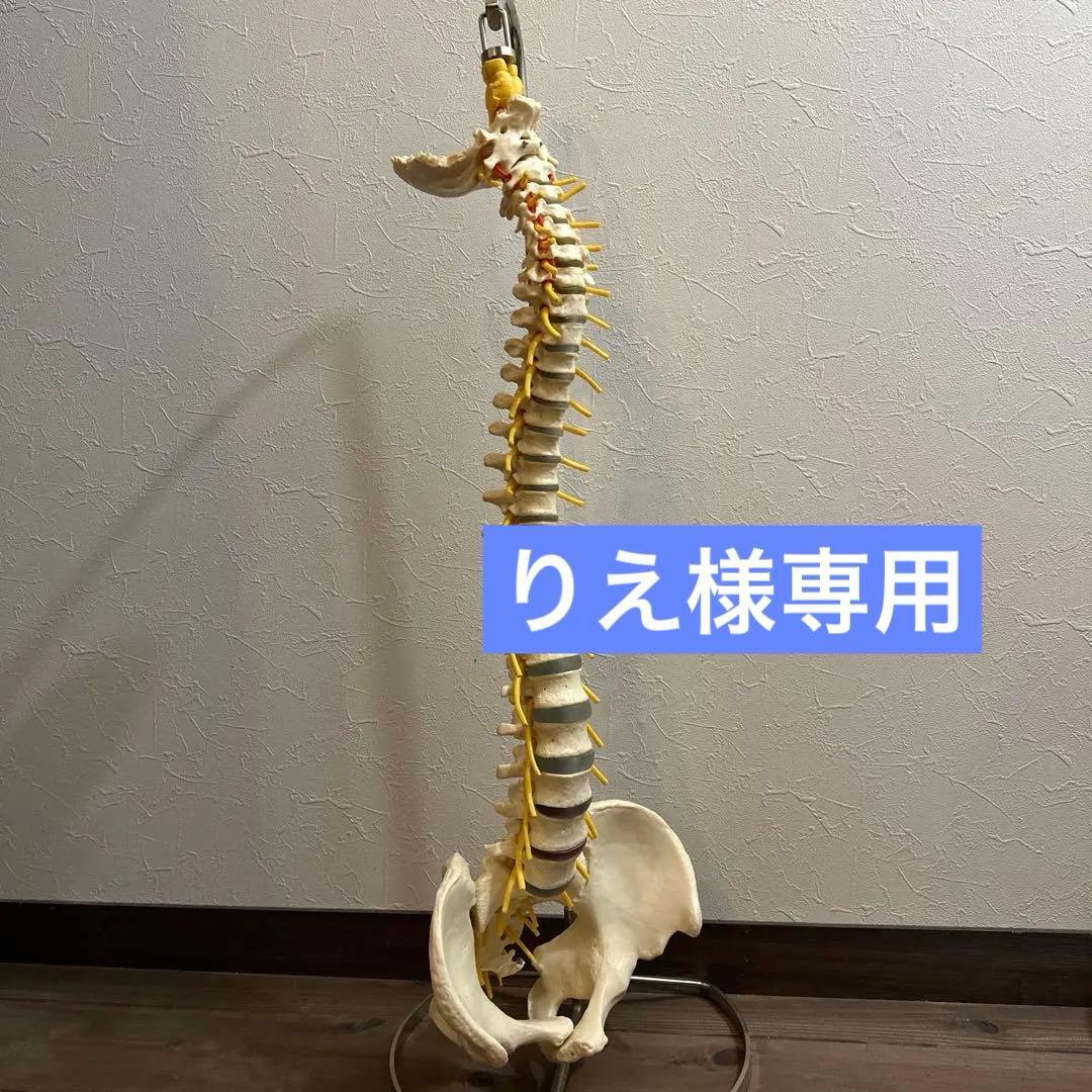 ドイツ製 人体脊椎模型 可動式 約85cm（カイロプラクティック）