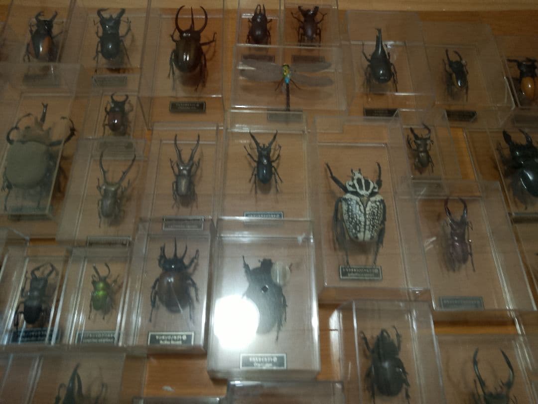 デアゴスティーニ　世界の昆虫シリーズ　コレクション　原寸大標本　５０匹