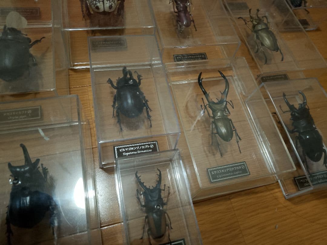 デアゴスティーニ　世界の昆虫シリーズ　コレクション　原寸大標本　５０匹