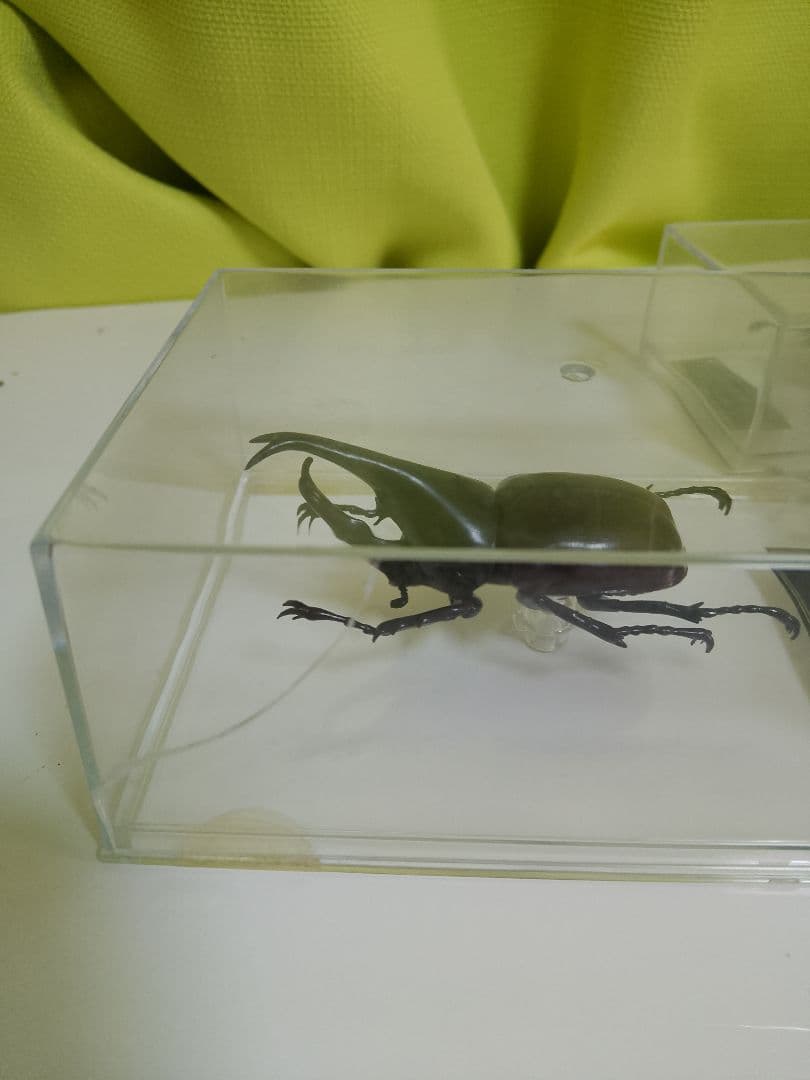 デアゴスティーニ　世界の昆虫シリーズ　コレクション　原寸大標本　５０匹