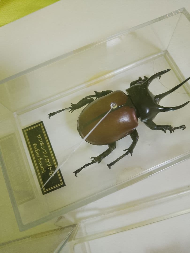 デアゴスティーニ　世界の昆虫シリーズ　コレクション　原寸大標本　５０匹