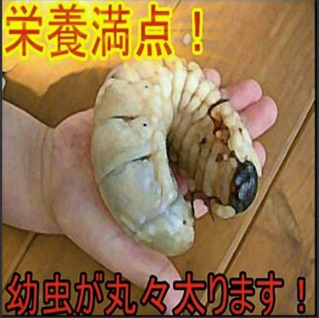 高品質！カブトムシ幼虫の餌　大きくなる！発酵マット【6袋】雑虫が湧きません！