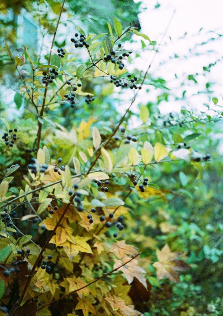 【実写OK】PENTAX ME＋smc PENTAX-M 1.4 50mmセット