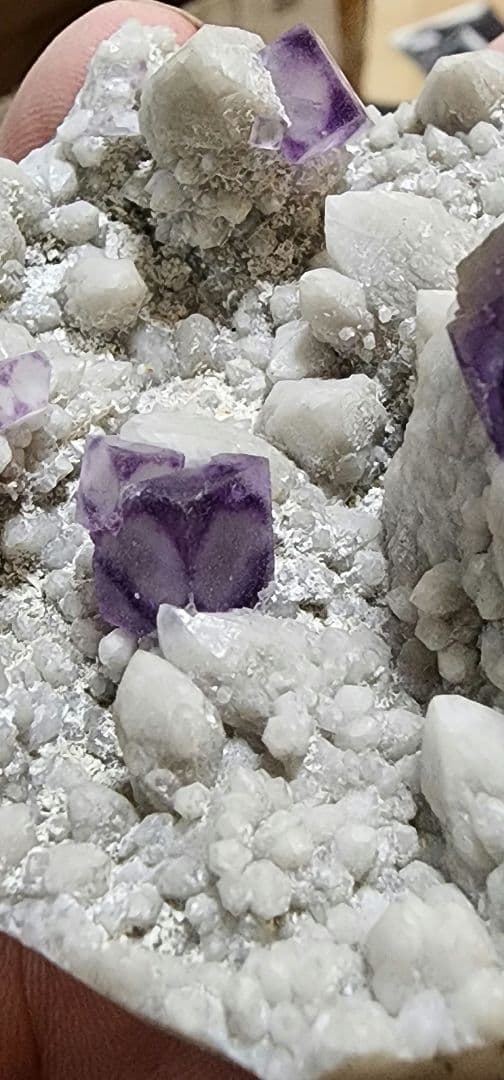 エイリアンアイフローライト