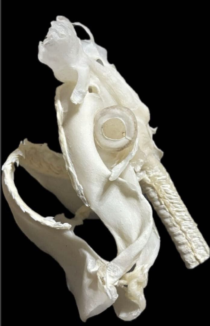 タイガーシャーク頭骨標本