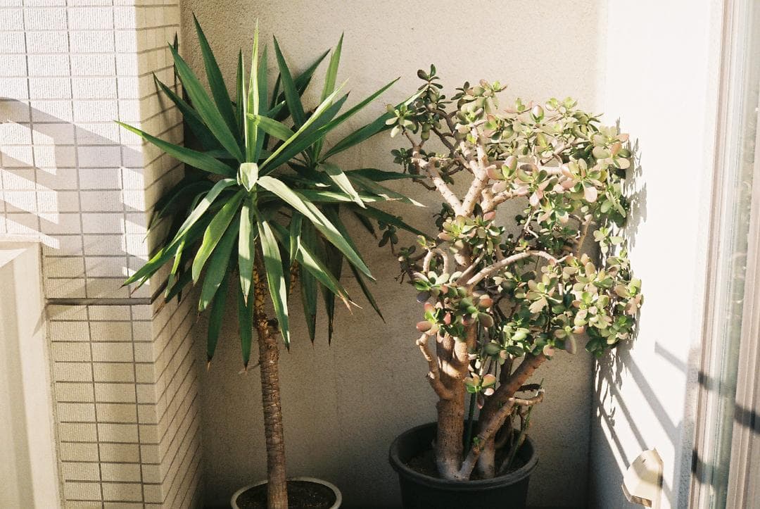 分解整備清掃済 美品 Yashica Electro 35 GS