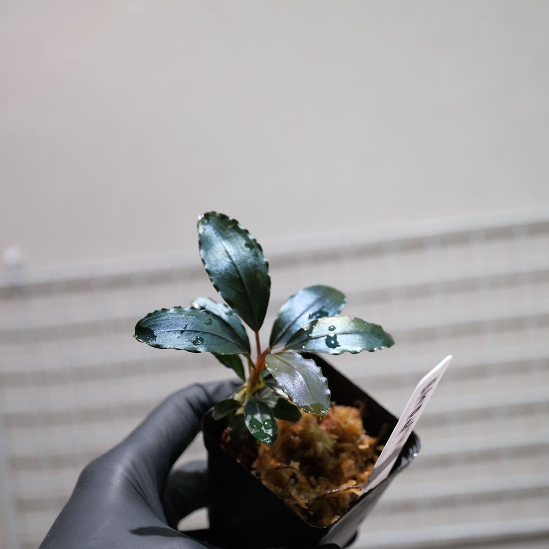 807さんBUCEPHALANDRA 光沢優先