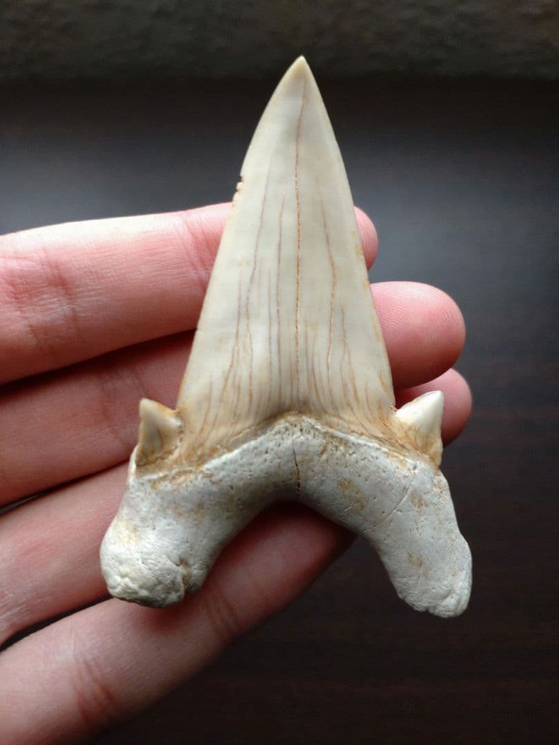 最終値下げ　サメの歯 化石 標本