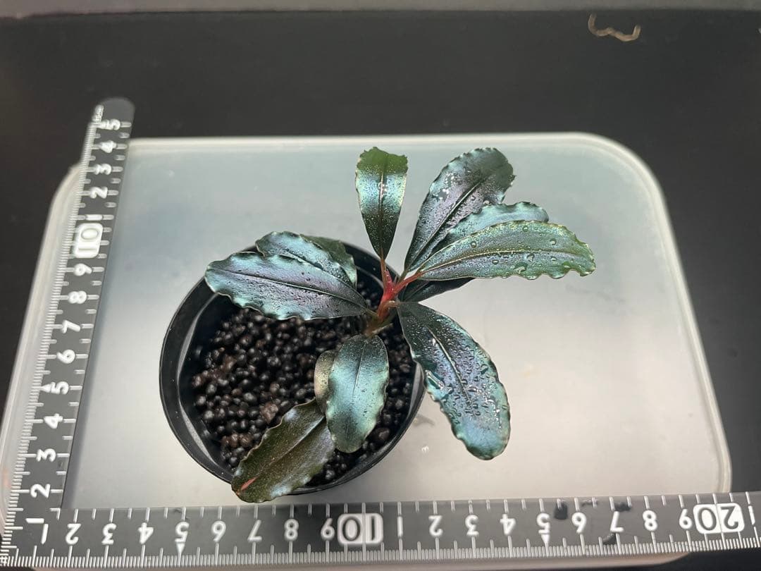 こ*ん様 ブセファランドラsp Galaxy llic midnight