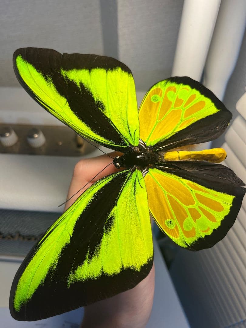 【蝶最大級】ゴライアストリバネアゲハ 外国産蝶標本 蝶 標本メガネトリバネアゲハ