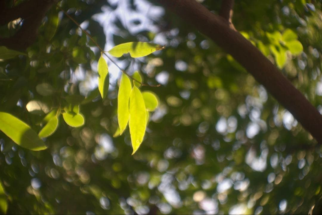 銘・改造レンズ・ドイツ製Steinheil Cassar 75mm 2.8