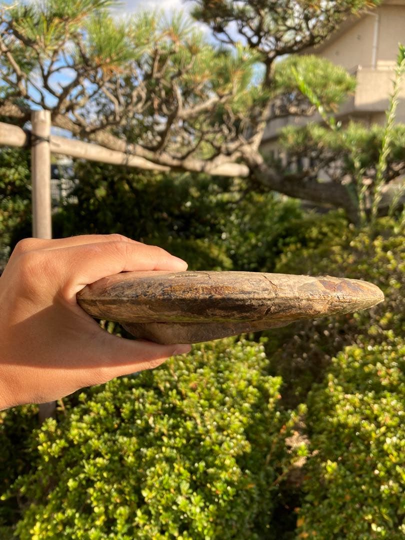 北海道　中川　大きな虹色ハウエリセラス　化石　恐竜