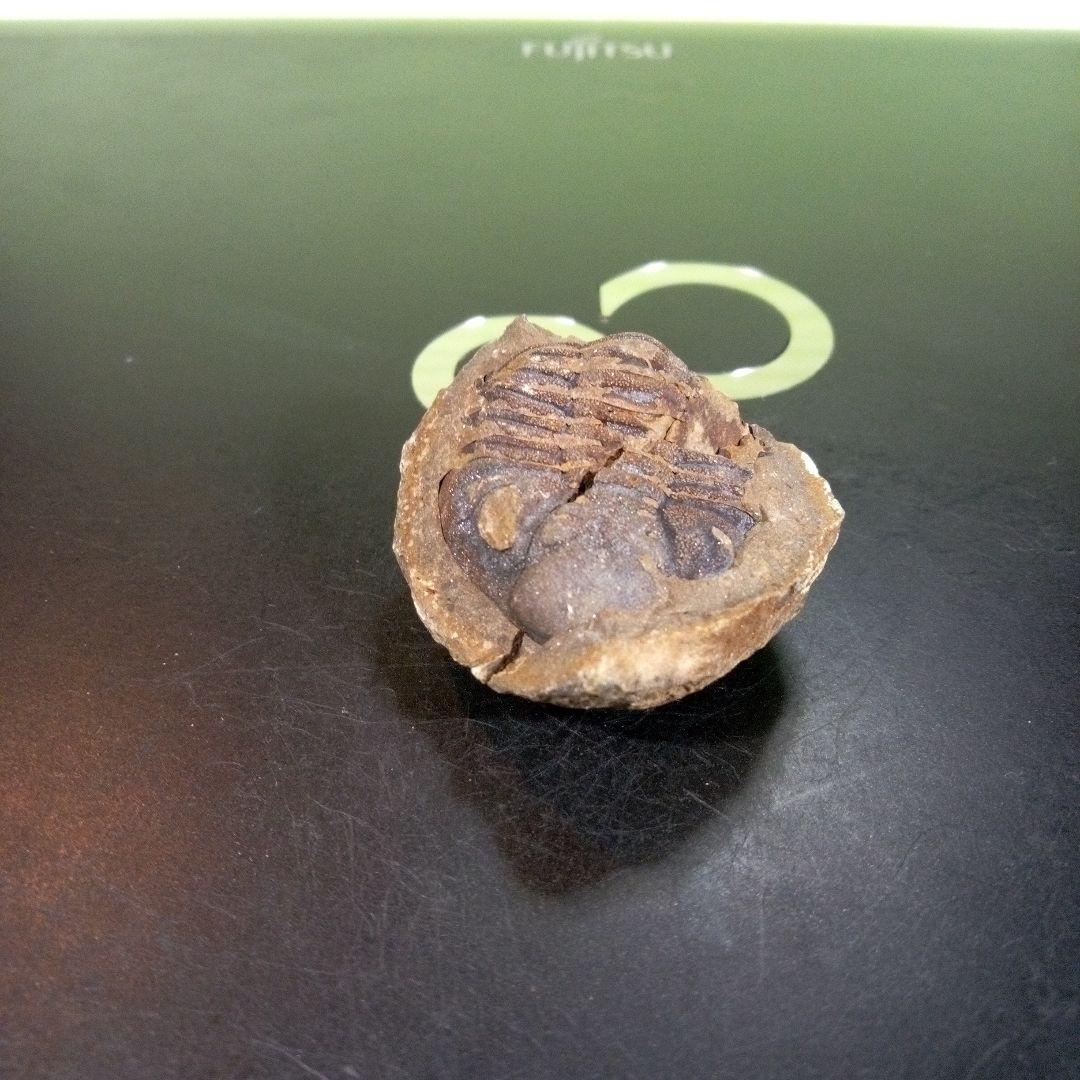 三葉虫　化石　fossil　ボリビア産　trilobite　三葉虫判別➁