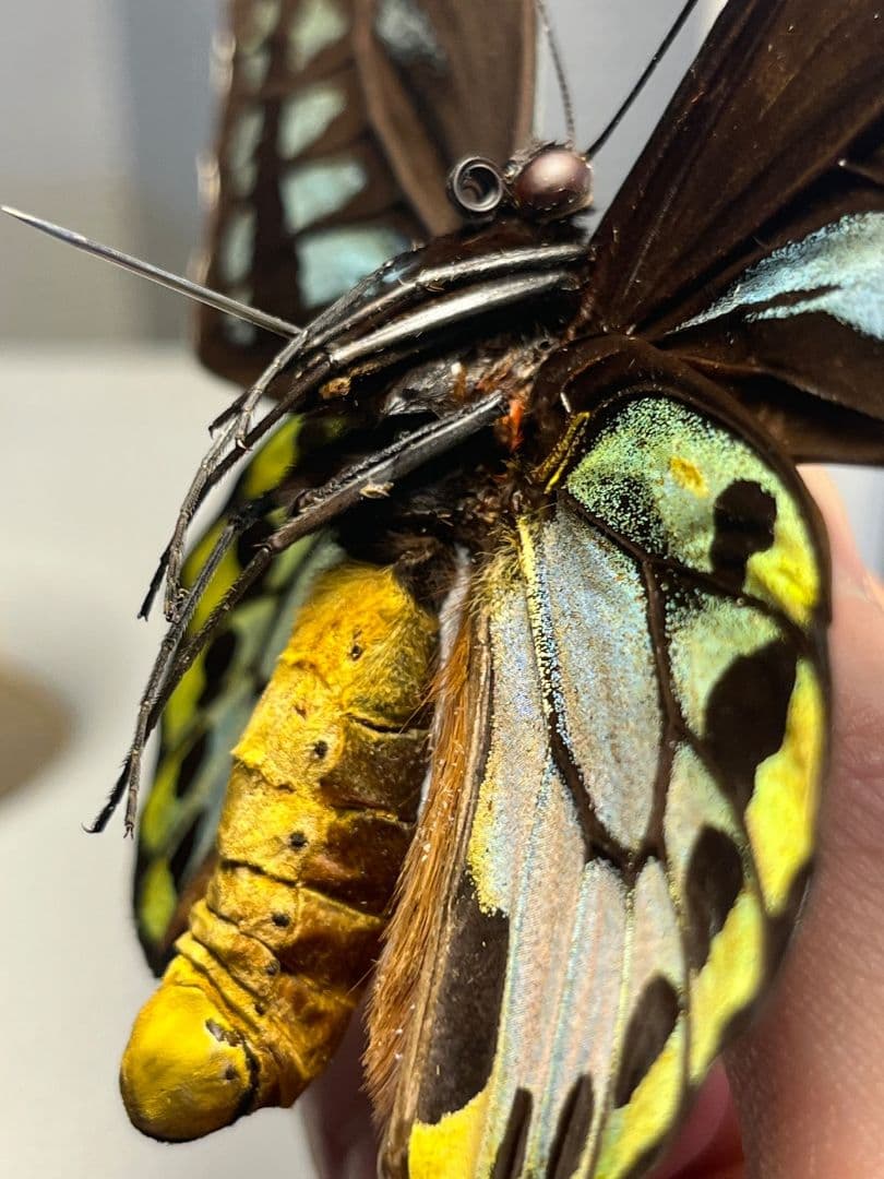 アオメガネトリバネアゲハ 外国産蝶標本 モルフォ 蝶 標本 野外採集品 蝶の標本