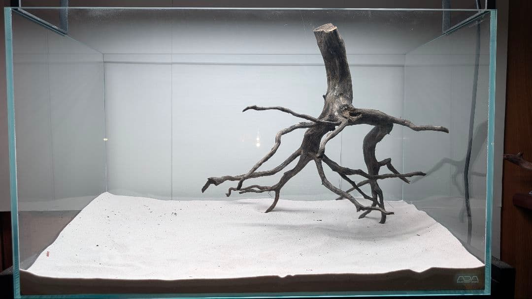 ブラックスマトラブランチ【BSB118】アクアリウム まとめ買い対応可 水槽