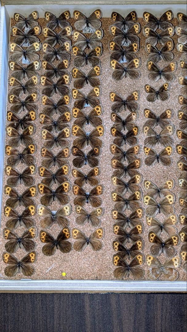 ベニヒカゲ　クモマベニヒカゲ　セット