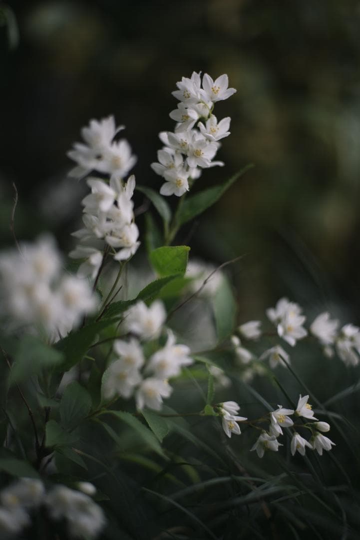 LIC様！銘玉の完成形！Leica SUMMICRON 50mm F2 3rd