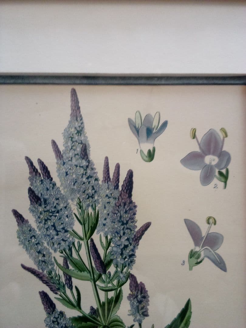 イギリス ボタニカル画 石版画(クロモリトグラフ) １８９７年