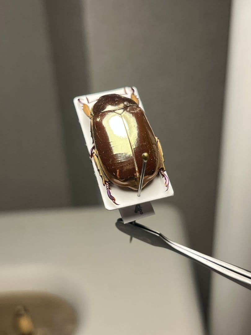 【22mm】リンバータプラチナコガネ 標本ウグイスコガネタマムシ コブハムシ