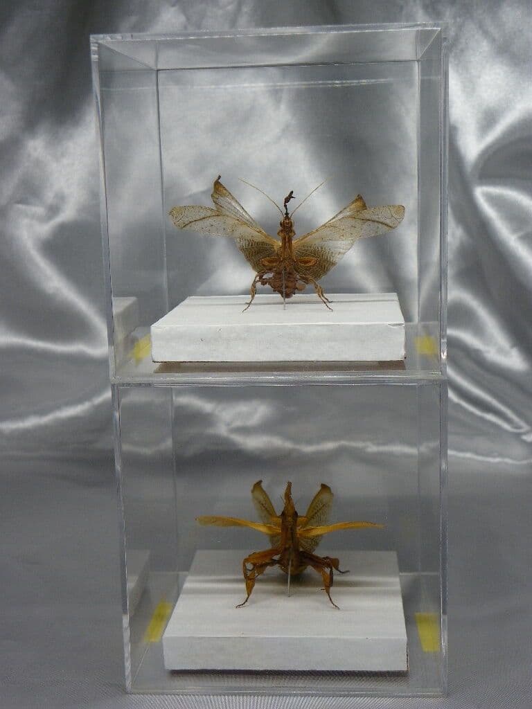 ゴーストマンティス／ペア　立体標本