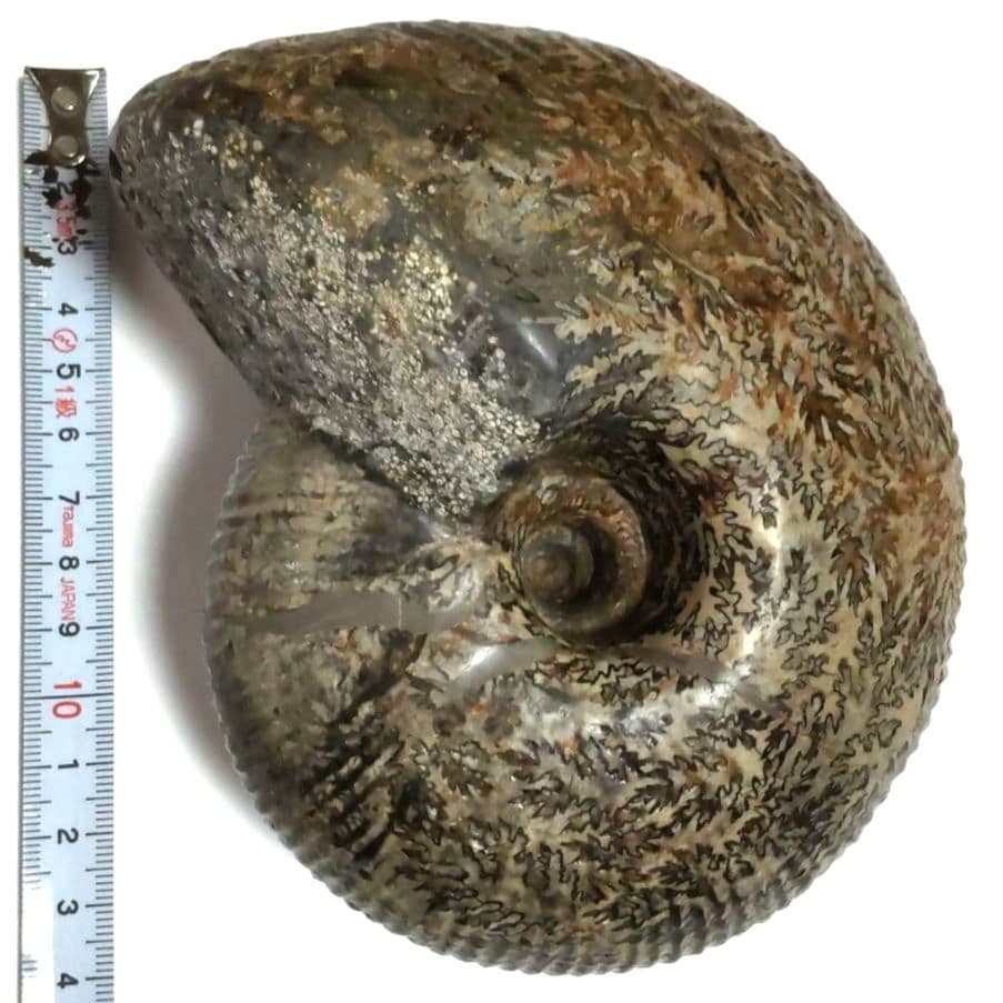 アンモナイト化石　シダ模様　大型約14cm　美品