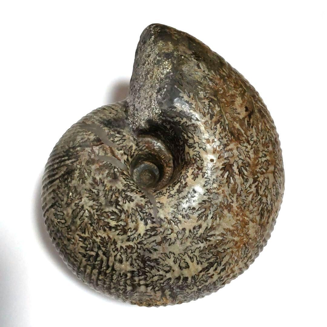 アンモナイト化石　シダ模様　大型約14cm　美品