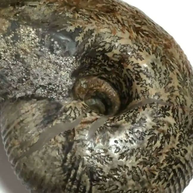 アンモナイト化石　シダ模様　大型約14cm　美品