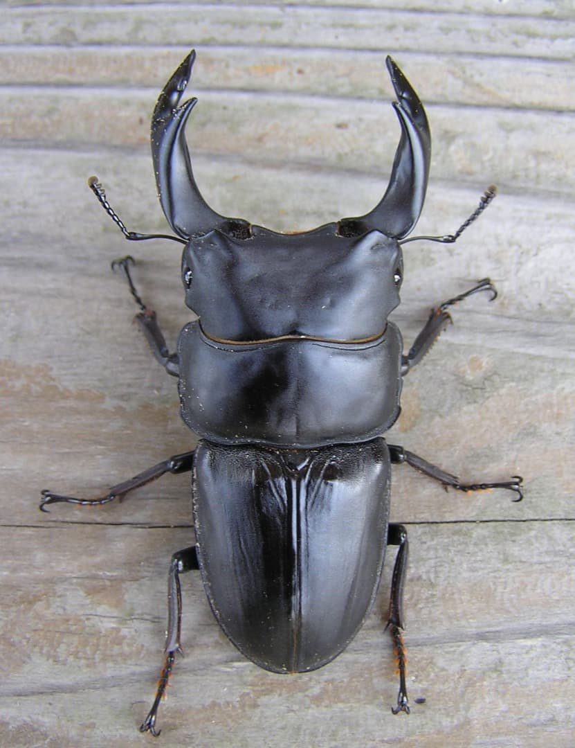 高性能・高品質　BREED菌糸ブロック　3500cc　10個